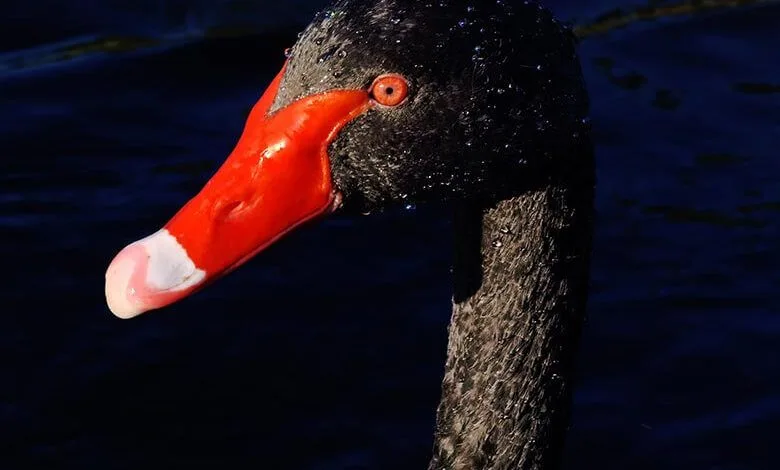 Huawei P40 Pro için zoom önerileri.