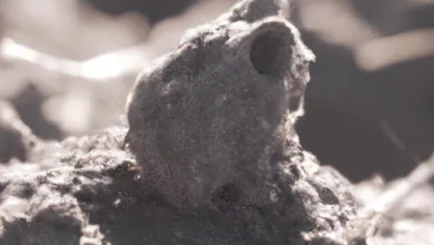 The Mystery of Mummified Mice in the Atacama Desert's Volcanoes