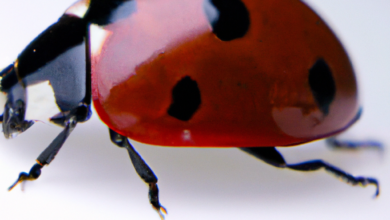 The Prevalence of Ladybugs and 'Halloween Beetles' at Present