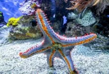 The Remarkable Anatomy of the Sea Star