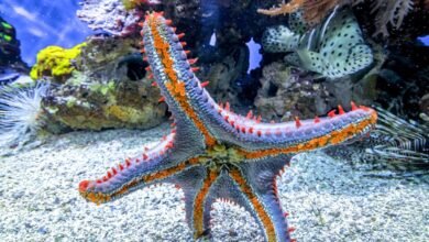 The Remarkable Anatomy of the Sea Star
