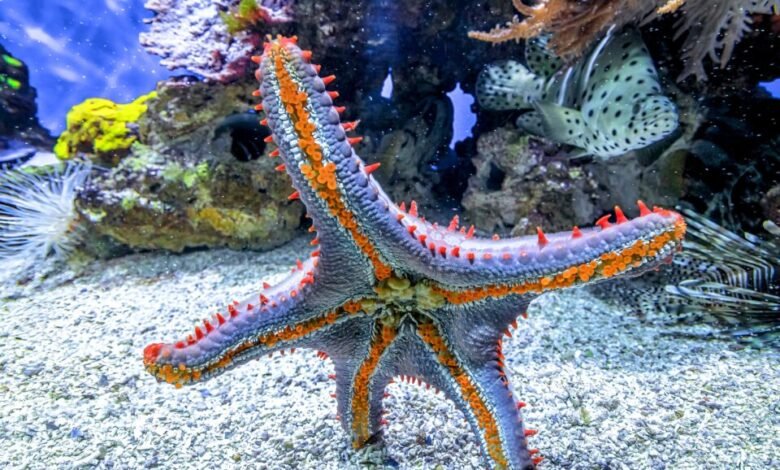 The Remarkable Anatomy of the Sea Star