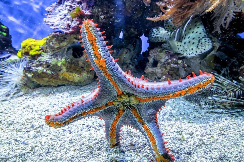 The Remarkable Anatomy of the Sea Star - TeknomanyaK